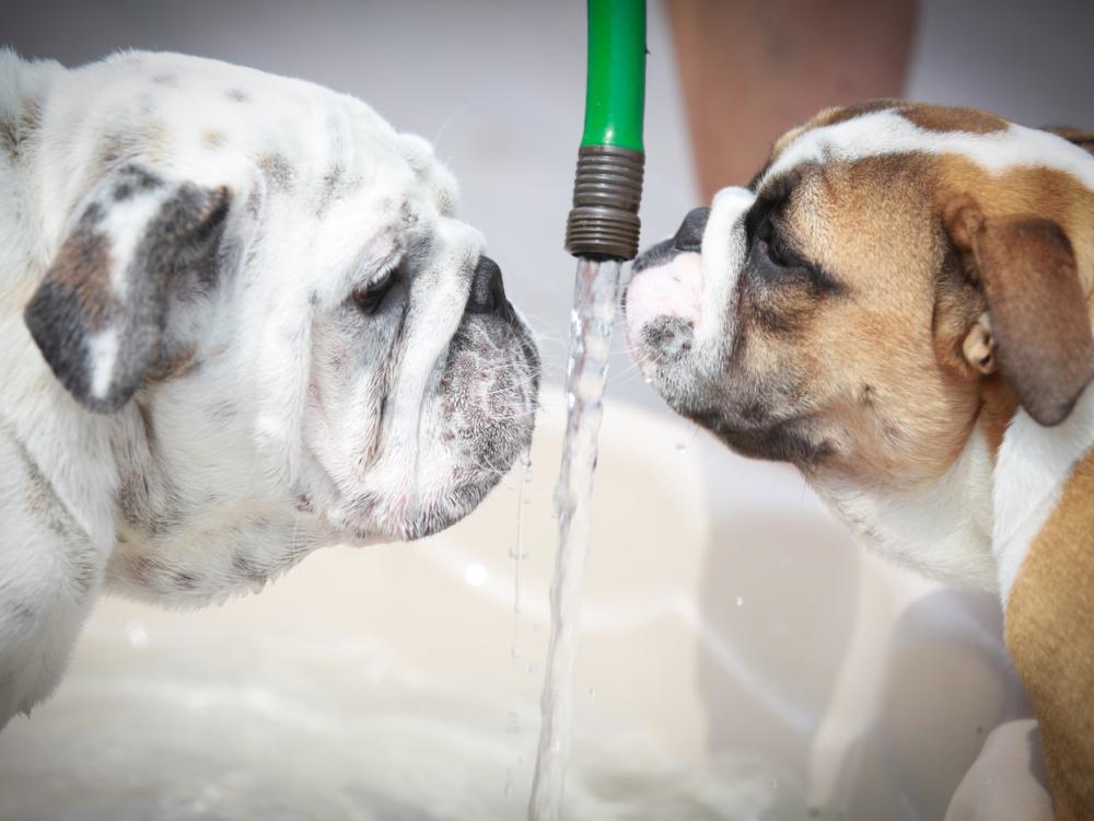 Two bulldogs facing each other, drinking water from a garden hose, with one white and one brown and white dog in a playful scene.