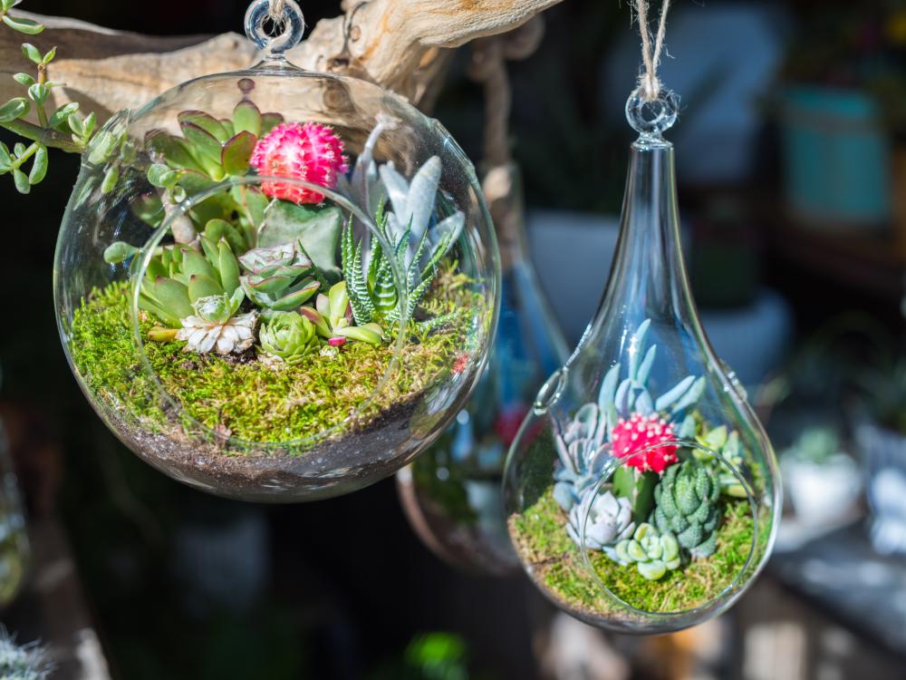 Hanging glass terrariums filled with vibrant succulents and moss, featuring a small red cactus, displayed outdoors in bright sunlight.